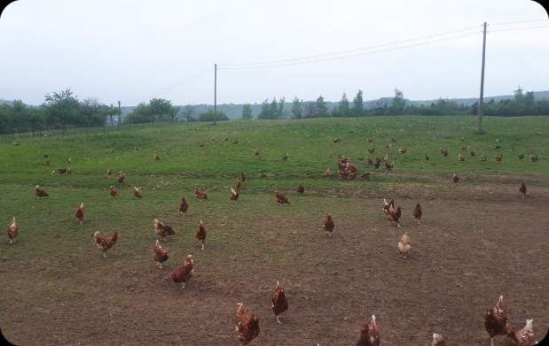 Hennen laufen auf einer großen Weide und picken in den Boden